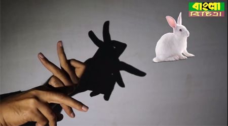 Animal Shadow Play